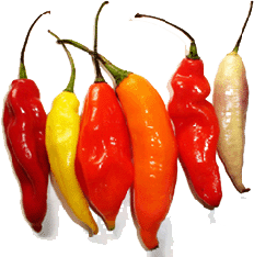 Chiles y Ajíes