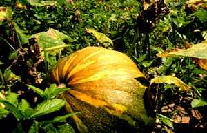 Calabaza