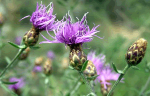 Centaurea