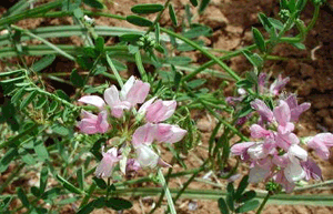 Coronilla