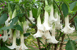 Datura