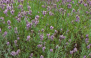 Lavanda