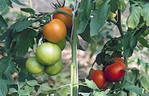 Tomatera