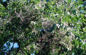 Árbol del paraiso