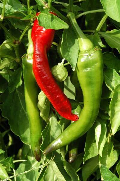 Pimiento