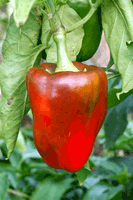 Tomatera