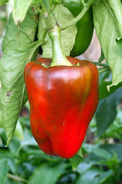 Pimiento