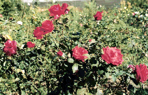 Rosa