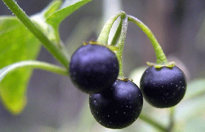 Tomatillos del diablo