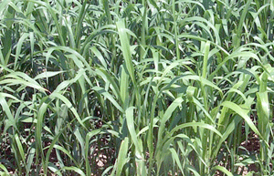 Sorgo