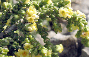 Thymelaea hirsuta