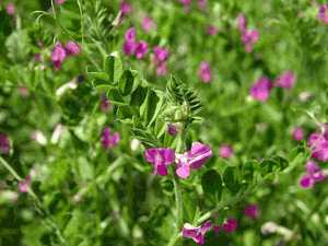 Veza angustifolia